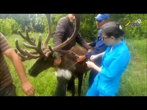 Видео: Предпазни мерки при работа с бездомни животни