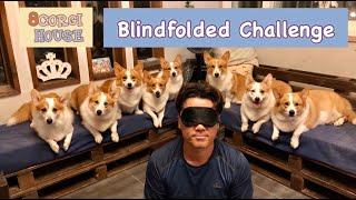 Eight Welsh Corgis  Blindfolded Challenge