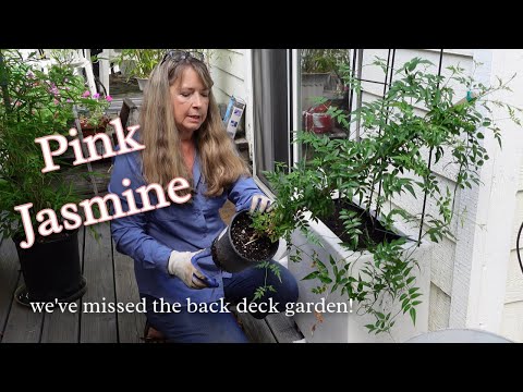 Video: Cold Hardy Jasmine - Scegliere un gelsomino per i giardini della zona 5