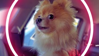 Pomeranian Barks Protecting Car 🗯