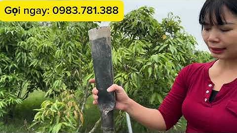 Dầm đánh cây xà beng thép nhíp ô tô giá rẻ nhất