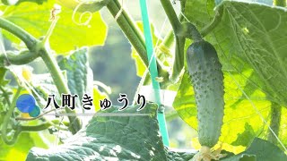 長野県CATV2022年度連携：信州の伝統野菜⑰八町きゅうり(須坂市)