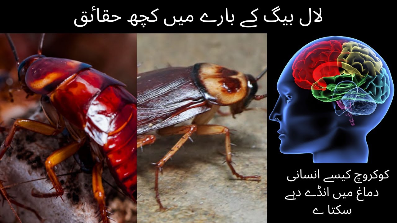 Disgusting Facts About Cockroach کاکروچ لال بیگ کے بارے میں کچھ حقاٸق Adeel Tv Youtube 