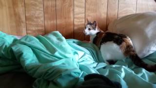 Kitty's first playtime. by Becky Johnson - tinytowncatlady 4 views 7 years ago 1 minute, 34 seconds
