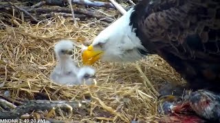 Friday Afternoon Feeding Time At Minnesota DNR Eagle Cam