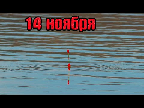 Видео: Рыбалка на поплавок 14 ноября на речке