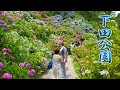 SHIZUOKA. Blooming 150,000 hydrangea plants at Shimoda Park.#4K #下田公園