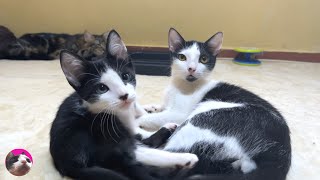 How did the rescued former stray kittens become real brothers? from: 062 days