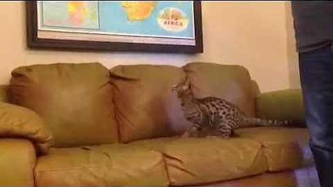 Watch the video about Jolly#2 F2 Savannah Male