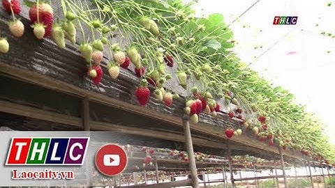 Khởi nghiệp từ nghề trồng dâu tây công nghệ cao | THLC
