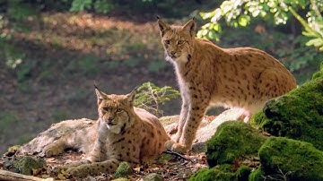 The Lynx, a Story of Survival