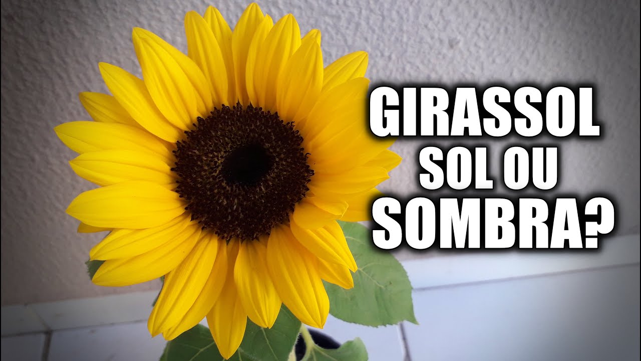 GIRASSOL GOSTA DE SOL OU SOMBRA? - YouTube
