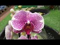 Свежий завоз орхидей в Бауцентр  25 сентября 2020 г. Пандора, Клеопатра, Ягуар, Мауди...))))