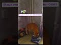 Однозначно муха виновна, 😂🐱#кот#цветы#муха