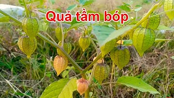 Khám Phá Cây Tầm Bóp – Thần Dược Mọc Hoang Chữa Bệnh Hiệu Quả Mà Ít Ai Biết!