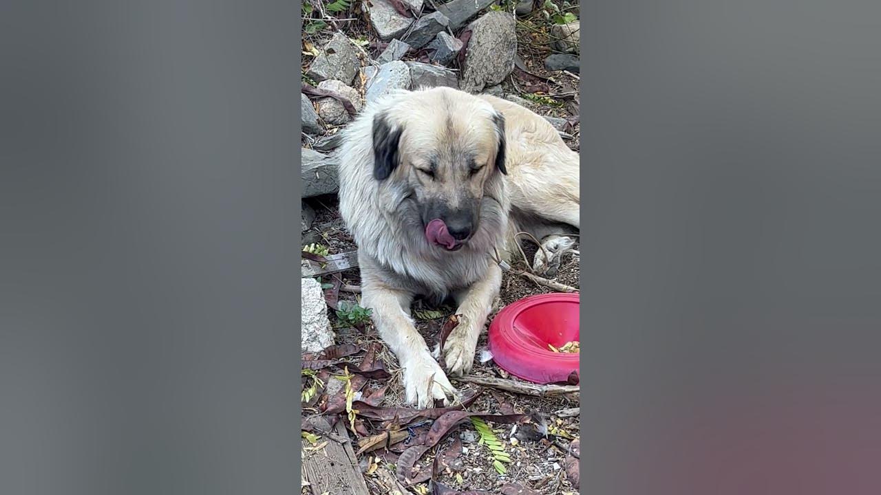 What Is Digger Dog Eating Now YouTube what-is-digger-dog-eating-now-youtube