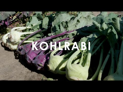 Kohlrabi   In Season Now