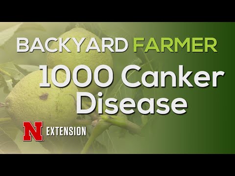 Videó: Mi az a Fusarium Canker: Hogyan kezeljük a diófákat a Fusarium Cankerrel