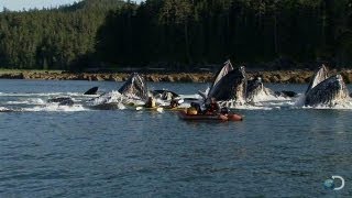 Humpback Whales Startle Kayakers | North America