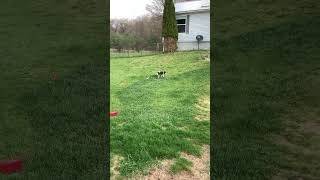 FUNNY DOG Acts Like CAT