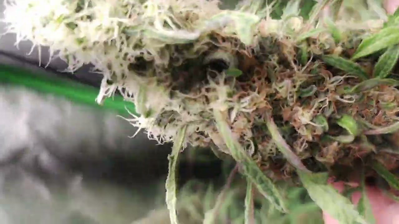 Freak Show Final Wk. of Flower