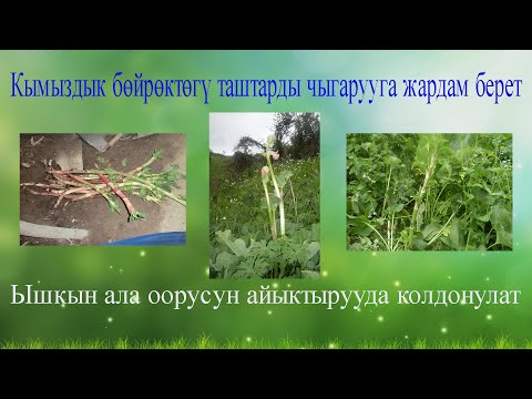 Video: Салттуу медицинада үч бөлүктөн турган удаалаштык