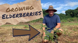 Growing Elderberry Plants for big returns! An easy plant for easy money in the nursery