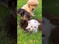 Kitten Falls into a Hole… But Friends Don’t Give Up Rescue #kitten #rescue #animal
