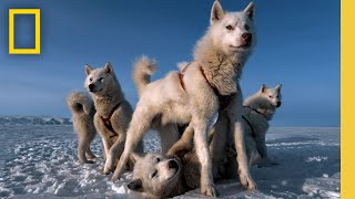 Photographer Power Couple: Paul Nicklen & Cristina Mittermeier | Photographer | National Geographic