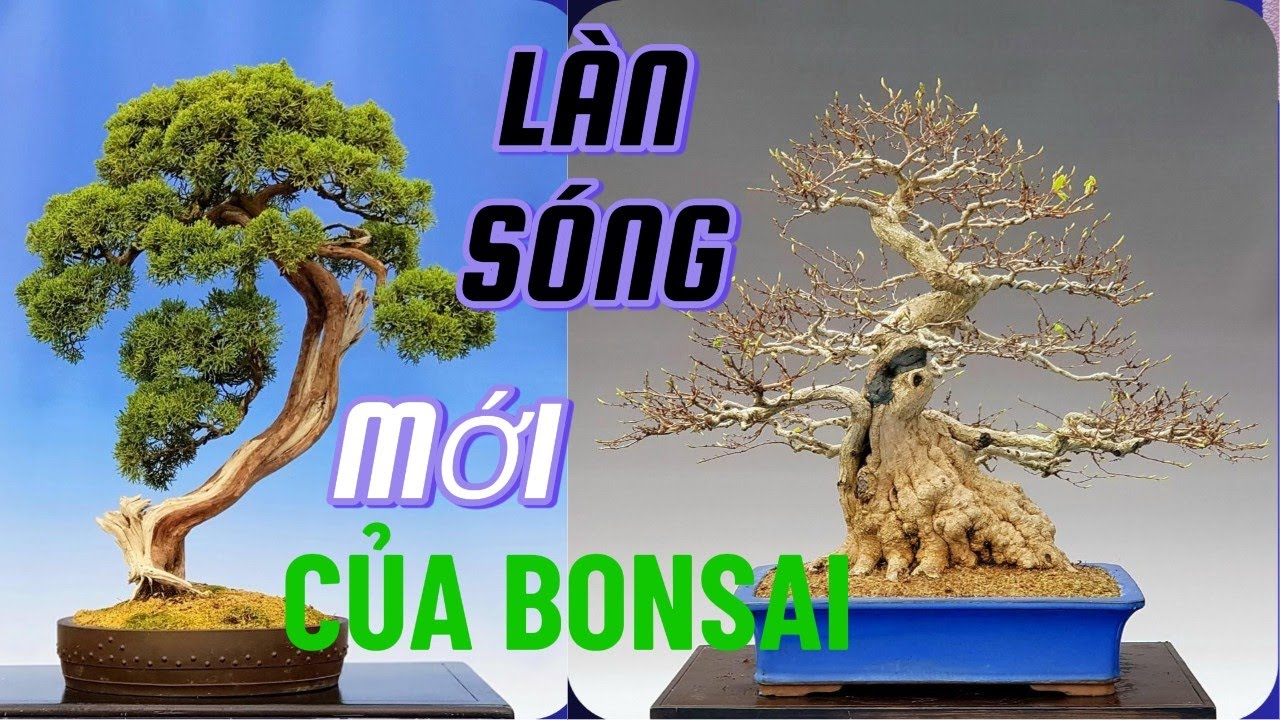 “Bonsai Châu Âu – Làn Sóng Mới Đang Định Hình Nghệ Thuật Bonsai Toàn Cầu”#nghethuatbonsai