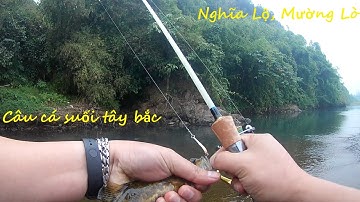 Câu cá Rô mó, cá Mo, cá Mương suối mùa đông, câu lure (Câu cá Mường Lò)