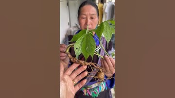 Tuyệt phẩm. Củ sâm lai châu rừng. Dài 20cm, 20 mắt Nặng 40 gram.giá 7tr  #sâm_ngọc_linh_rừng