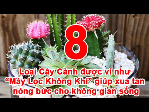 Video 8 Loại Cây Cảnh Được ví như 