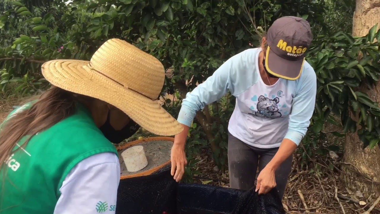 Passos a passos do café fermentado!