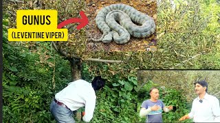 Gunus 😱🥶 (leventine viper ) rescue operation|| Rescue from apple tree || At malshabagh (9541619331