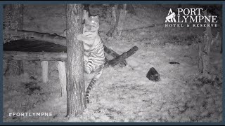 Tiger Cam Highlight | Grabbing Hung Up Meat At Night