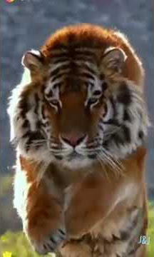 Jumping Tiger good morning Gif