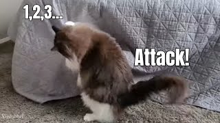 Sneaky Cat Attack 🤣🙈 by Xiedubbel 3,664 views 1 year ago 1 minute, 2 seconds