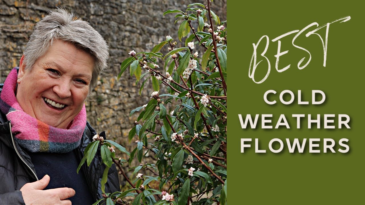 10 Best Winter Flowering Shrubs | Cool weather plants