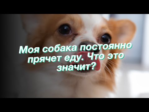 Моя собака постоянно прячет еду. Что это значит?