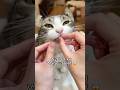 Thanks for subscribing and loving Snow & Sunny! #cat #catlovers #cute