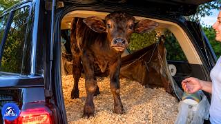 An Orphaned Buffalo Chose One Man As His Mother... The Day No Answer Came Back Almost Broke Him