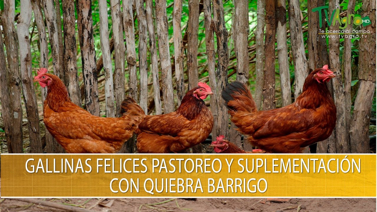 Que es el Programa de Pastoreo y Suplementacion Gallinas Felices- TvAgro por Juan Gonzalo Angel