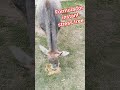 मैने इसका नाम गौरी रखा है #shortsvideo #jaigaumataki #seva #cute