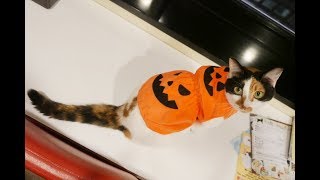 猫ちゃんのハロウィンコスプレ（仮装）が可愛くて和む【トリックオアトリート】♡～Cats' Halloween cosplay (costumes) is cute and relaxes.