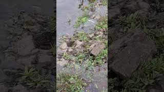 Латвия. Рыбалка на Даугаве вблизи ГЭС