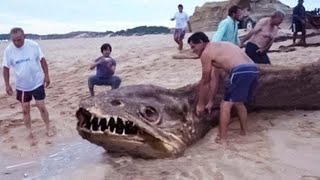 10 Biggest Sea Creatures Ever Found On The Beach!