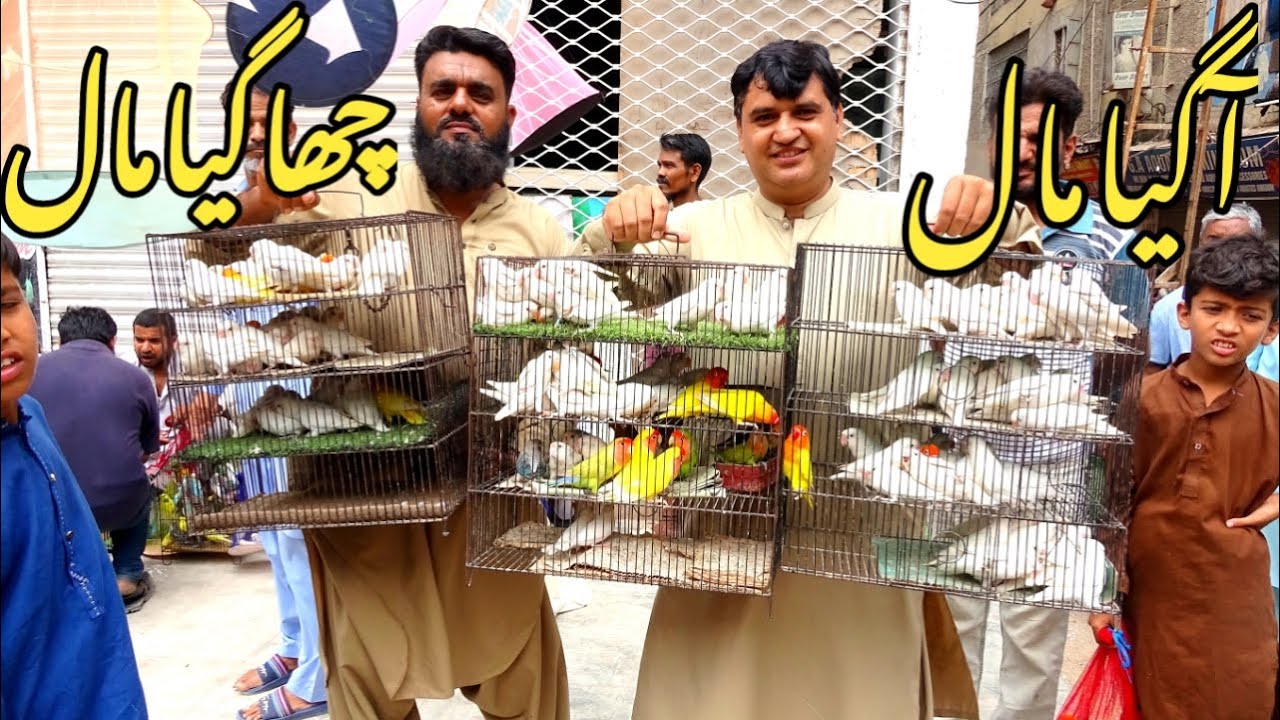 Birds Market Lalukhet Sunday Video Latest Update 10-8-25 | Is Sunday Market Ki Kia Condition Thi