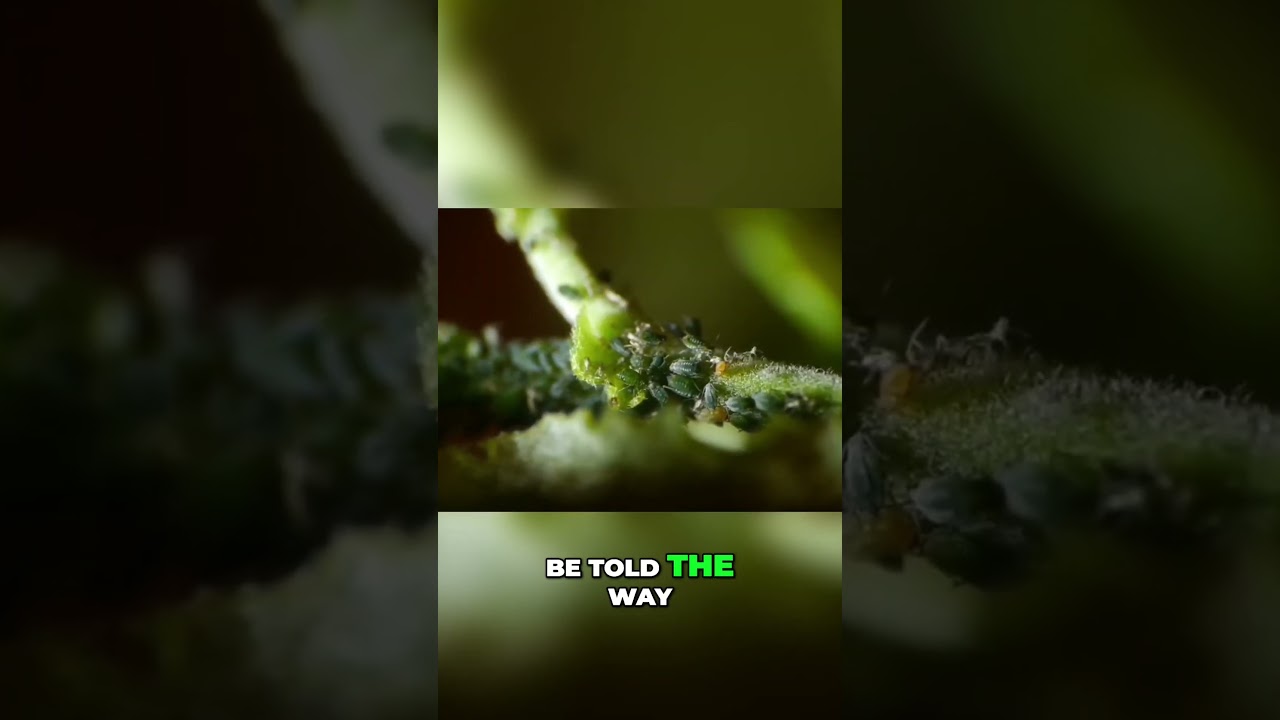 Recognize Astral Parasites: The Signs and Symptoms