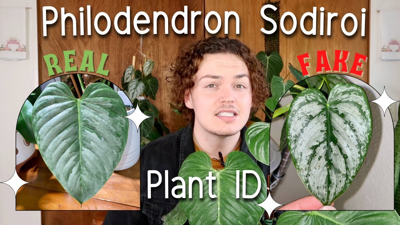 How to Identify a REAL Philodendron Sodiroi